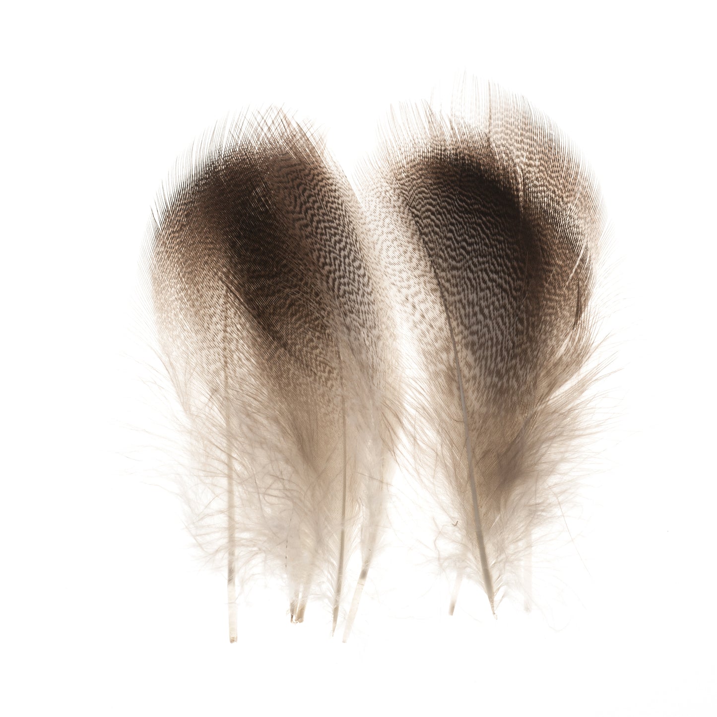 Premium Bronzed Mallard