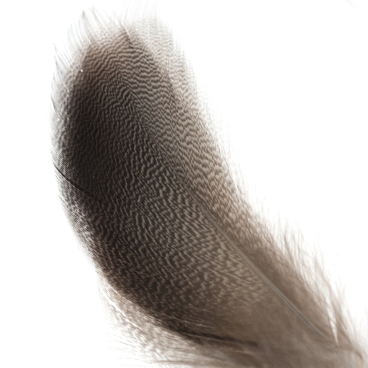 Premium Bronzed Mallard