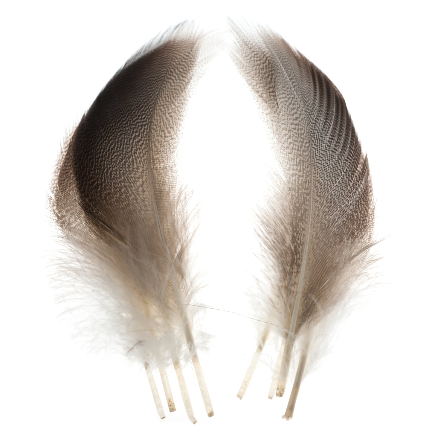 Premium Bronzed Mallard